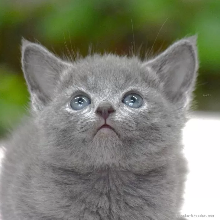 ロシアンブルー【大阪府・男の子・2025年4月13日・ブルー】の写真1「美男子に益々なってきたね💕(生後51日目撮影）」