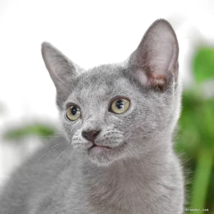 ロシアンブルー【大阪府・女の子・2025年6月1日・ブルー】の写真1