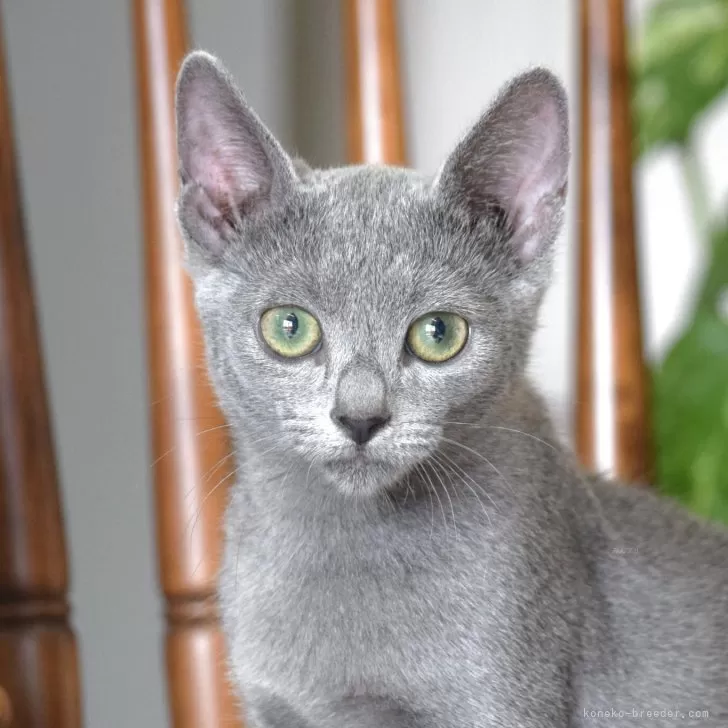 ロシアンブルー【大阪府・女の子・2025年7月7日・ブルー】の写真1