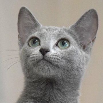 ロシアンブルー【大阪府・女の子・2024年12月10日・ブルー（ショート・ダブルコート）】の写真「お姉様に成りました💕」