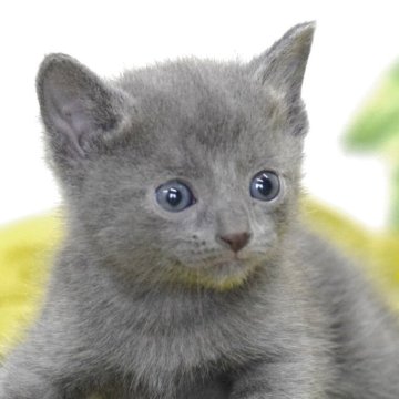 ロシアンブルー【大阪府・男の子・2025年4月11日・ブルー（ショート・ダブルコート）】の写真「✨やんちゃボーイ✨」