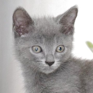 ロシアンブルー【大阪府・男の子・2025年4月17日・ブルー（ショート・ダブルコート）】の写真「鼻筋の通った美男子ちゃん✨」