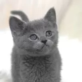 ロシアンブルー【大阪府・男の子・2024年12月8日・ブルー】の写真1「生後４１日目撮影」