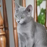 ロシアンブルー【大阪府・女の子・2025年7月7日・ブルー】の写真2