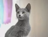 ロシアンブルー【大阪府・女の子・2024年12月10日・ブルー】の写真2「（生後１３３日目撮影）」