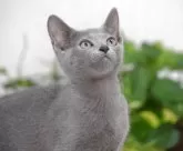 ロシアンブルー【大阪府・男の子・2025年6月1日・ブルー】の写真2