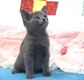 ロシアンブルー【大阪府・女の子・2024年12月10日・ブルー】の写真3「生後５０日目撮影」