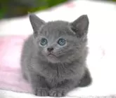 ロシアンブルー【大阪府・男の子・2025年4月13日・ブルー】の写真3「(生後51日目撮影）」