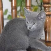 ロシアンブルー【大阪府・男の子・2025年8月3日・ブルー】の写真3