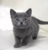 ロシアンブルー【大阪府・男の子・2024年12月8日・ブルー】の写真4「生後４１日目撮影」