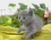 ロシアンブルー【大阪府・男の子・2025年4月11日・ブルー】の写真4「（生後28日目撮影）」