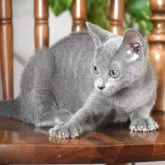 ロシアンブルー【大阪府・女の子・2025年7月7日・ブルー】の写真5