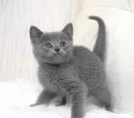 ロシアンブルー【大阪府・男の子・2024年12月8日・ブルー】の写真5「生後４１日目撮影」