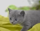 ロシアンブルー【大阪府・男の子・2025年4月11日・ブルー】の写真6「（生後28日目撮影）」