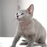 ロシアンブルー【大阪府・男の子・2025年6月3日・ブルー】の写真6