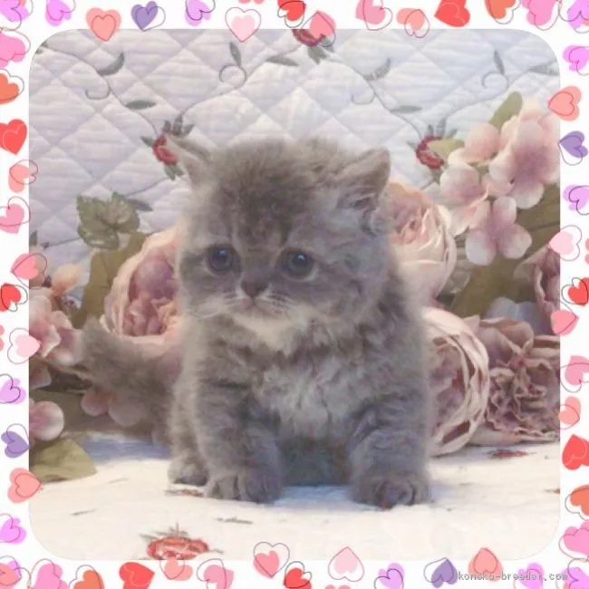 やまと 様のお迎えした子猫