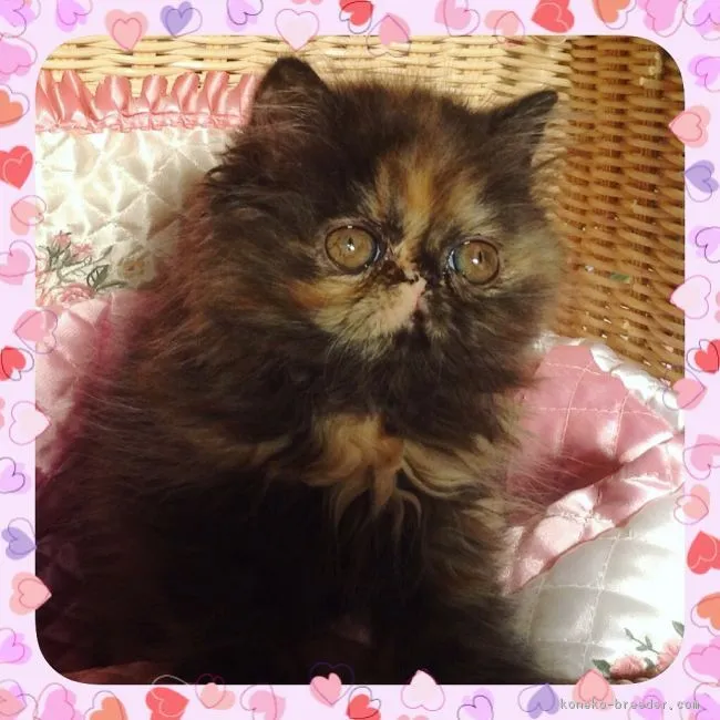 ID:1609-00890の子猫