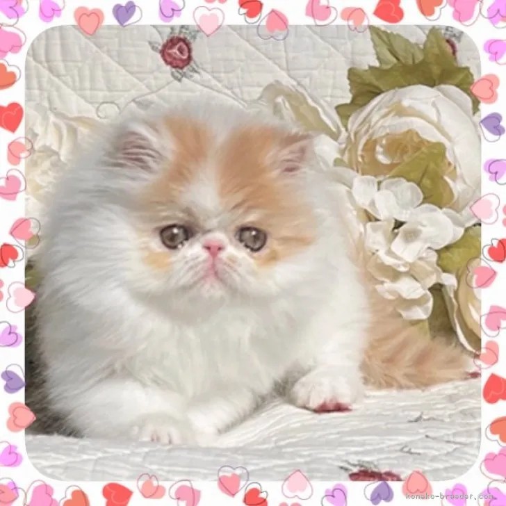 ID：2304-01561の子猫