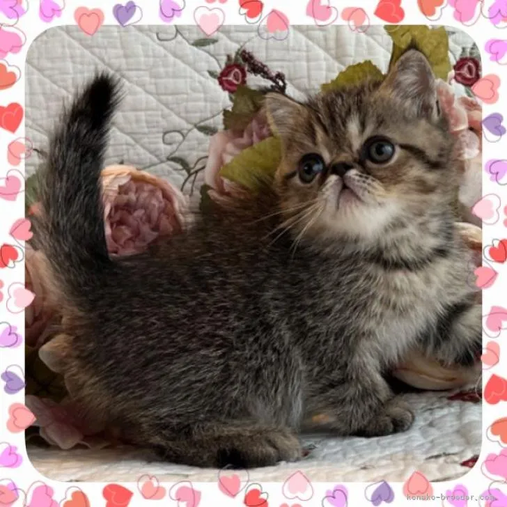 ID:2210-00991の子猫