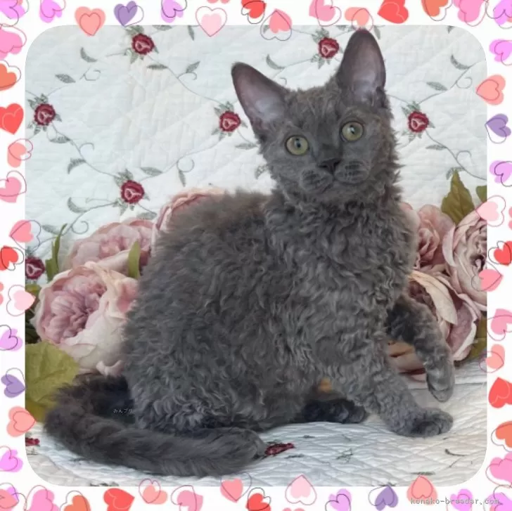 ID：2406-01759の子猫