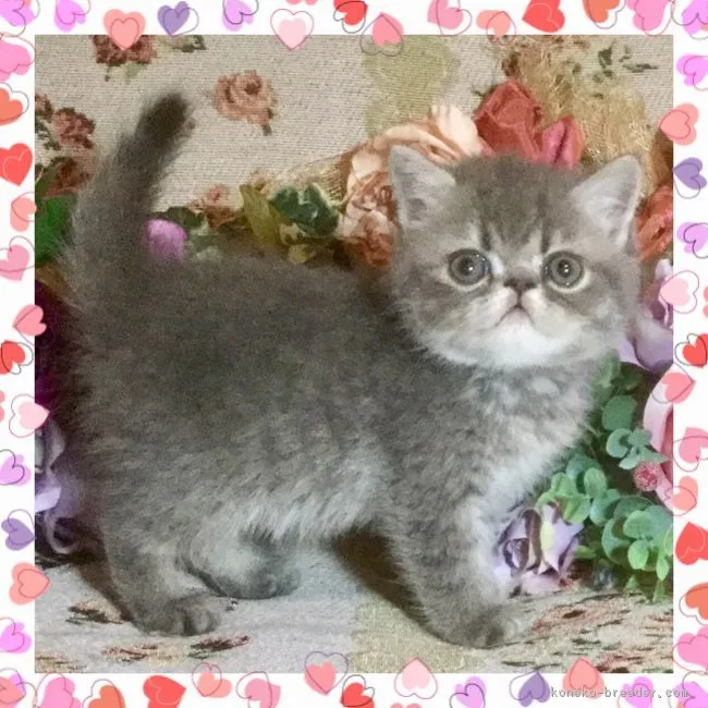 ID:1810-00614の子猫