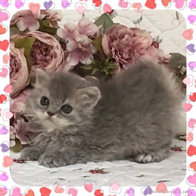 ID：2009-00176の子猫