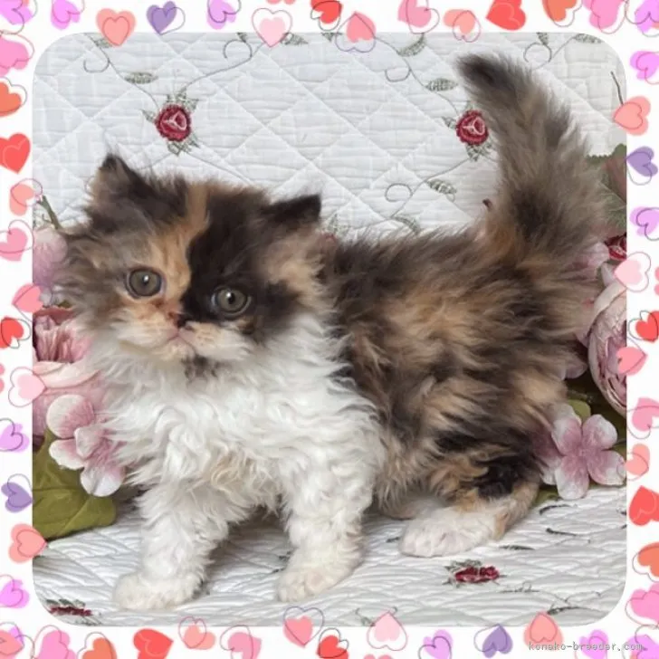 わ 様のお迎えした子猫