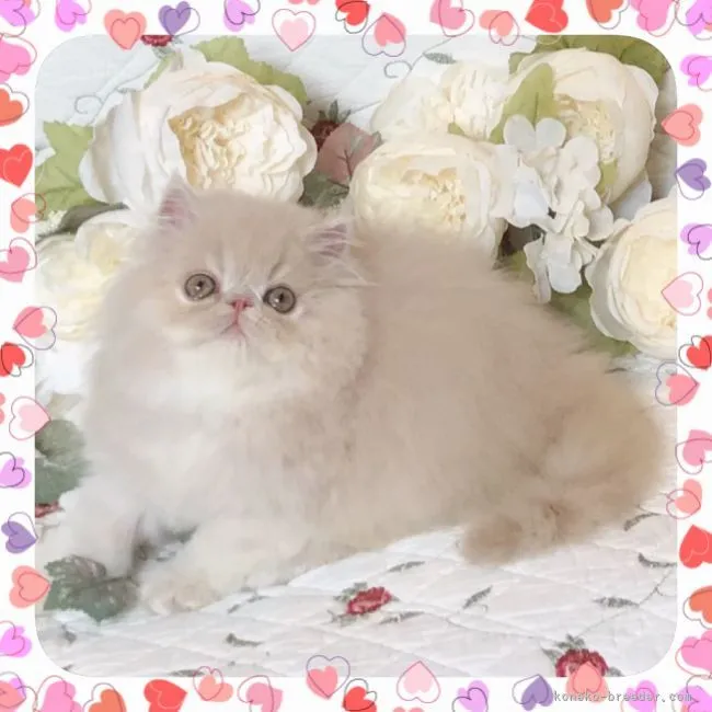 ID:2105-01153の子猫