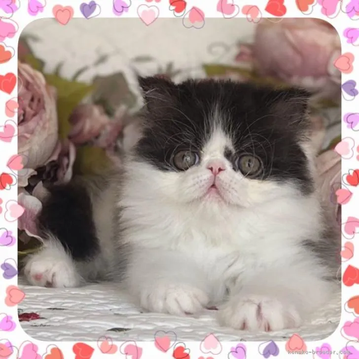 ID：2208-01183の子猫