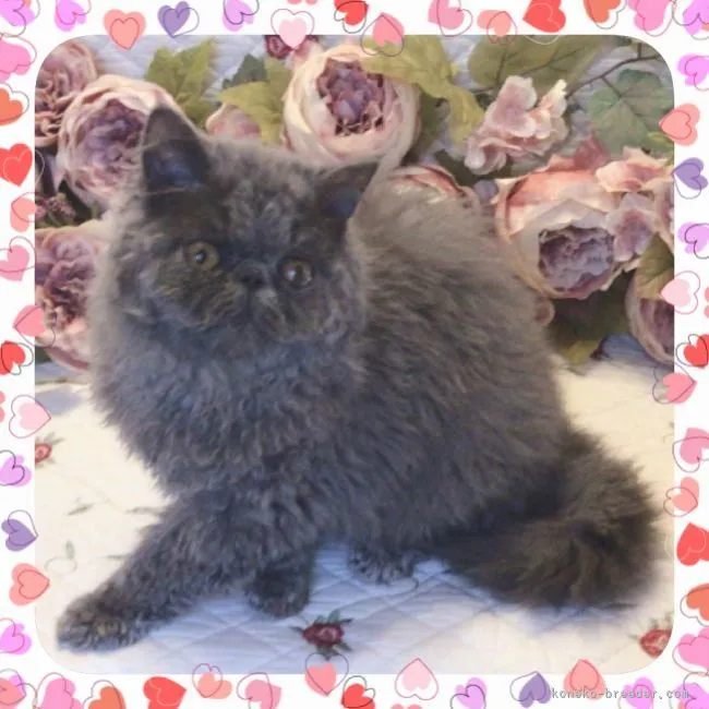 ID:2103-02203の子猫