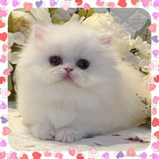 ID:2111-02241の子猫