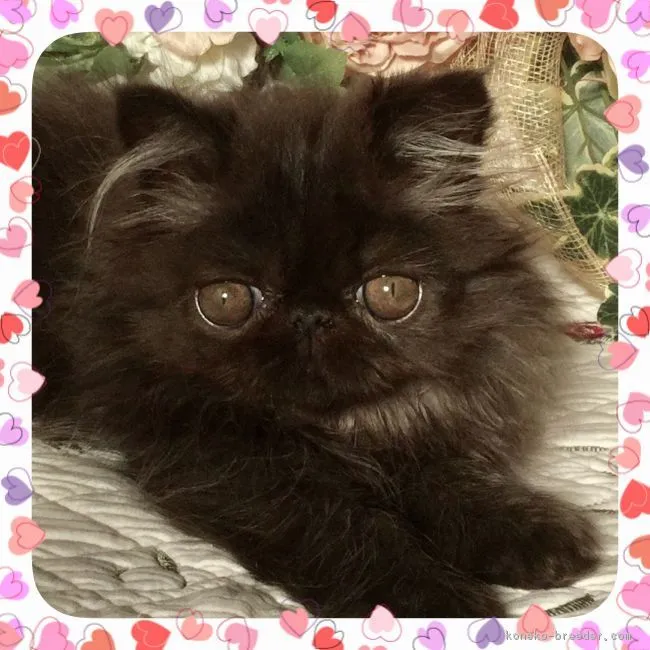ID:1709-00984の子猫