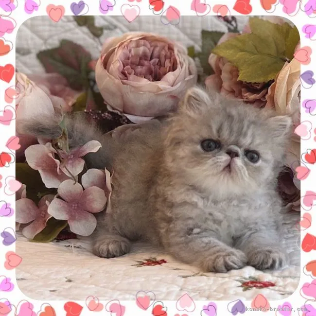 ID:2207-00763の子猫