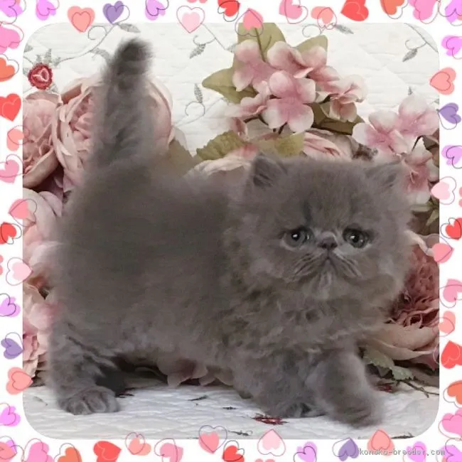 ID：2008-01668の子猫