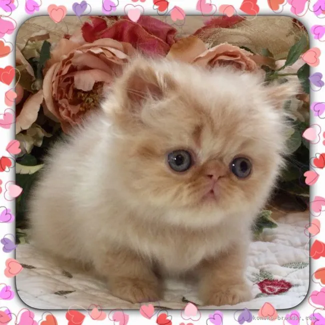 ID:1706-00299の子猫