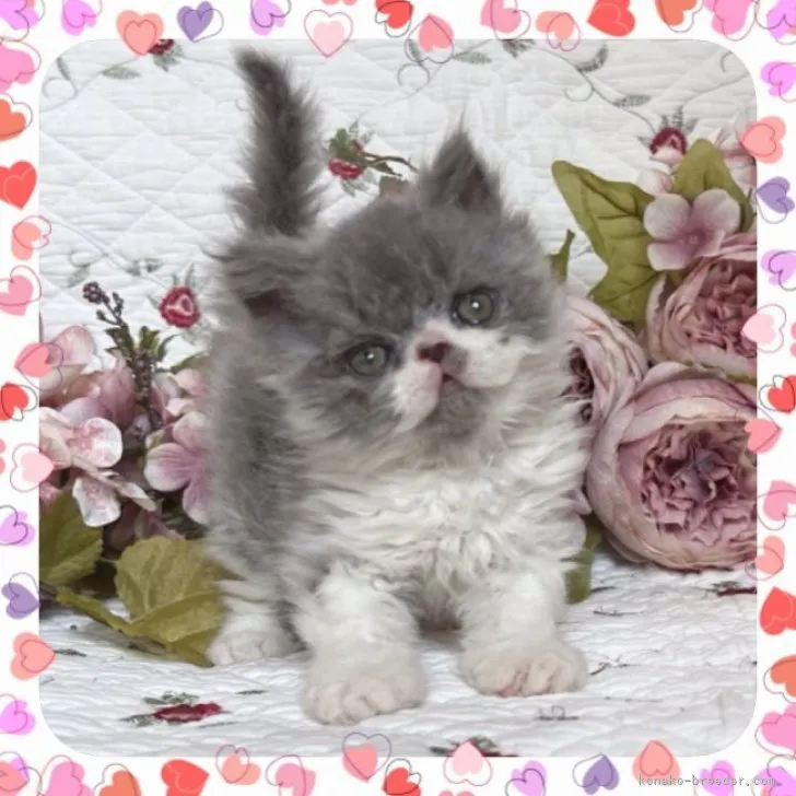 ID:2306-03185の子猫