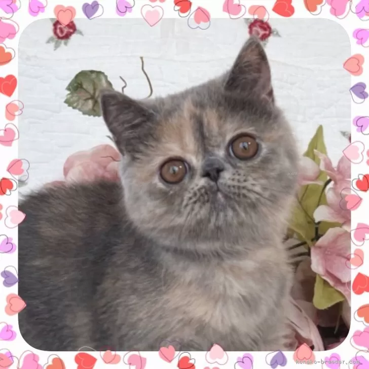 ID：2408-00576の子猫