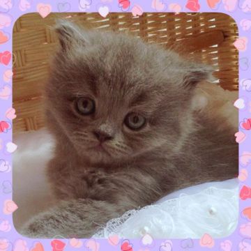 セルカークレックス【埼玉県・男の子・2016年6月25日・ブルー（ロング）】の写真「鼻筋が通ったクールフェイス」