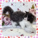 セルカークレックス【埼玉県・男の子・2023年5月11日・ブラックスモークアンドホワイト】の写真1