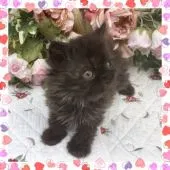 セルカークレックス【埼玉県・女の子・2018年7月26日・ブラック】の写真1