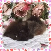 ペルシャ【埼玉県・男の子・2017年5月28日・ブラック】の写真1