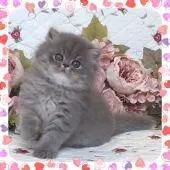 セルカークレックス【埼玉県・男の子・2021年8月8日・ブルータビー】の写真1