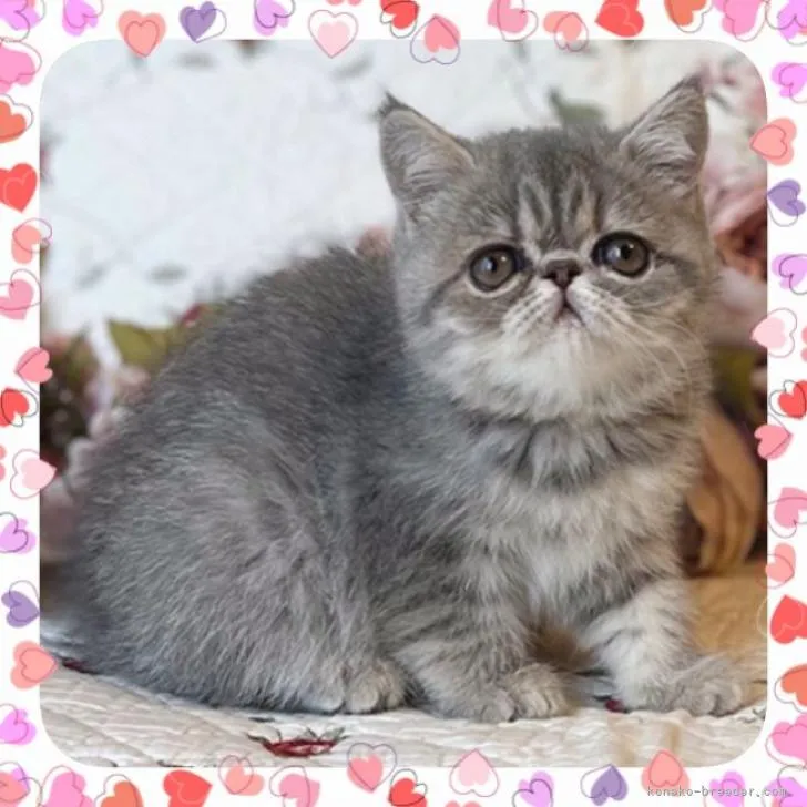 ID：2210-00994の子猫