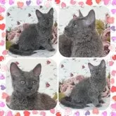 セルカークレックス【埼玉県・男の子・2024年5月13日・ブルー】の写真2