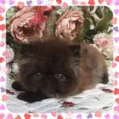 ペルシャ【埼玉県・男の子・2017年5月28日・ブラック】の写真2