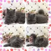 セルカークレックス【埼玉県・女の子・2023年12月30日・ブルー ソリッド】の写真2