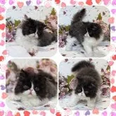 セルカークレックス【埼玉県・男の子・2023年5月11日・ブラックスモークアンドホワイト】の写真2