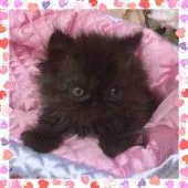 セルカークレックス【埼玉県・女の子・2018年7月26日・ブラック】の写真2