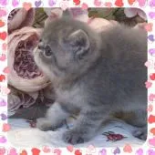 エキゾチックショートヘア【埼玉県・男の子・2021年7月27日・ブルーマッカレルタビー】の写真3