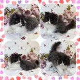 セルカークレックス【埼玉県・男の子・2023年5月11日・ブラックスモークアンドホワイト】の写真3